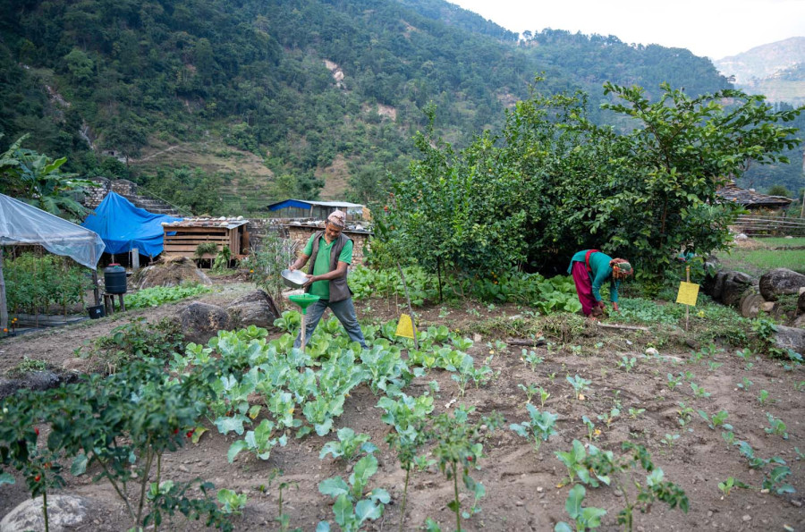 Farmers in Rukum West suffer as climate change bites