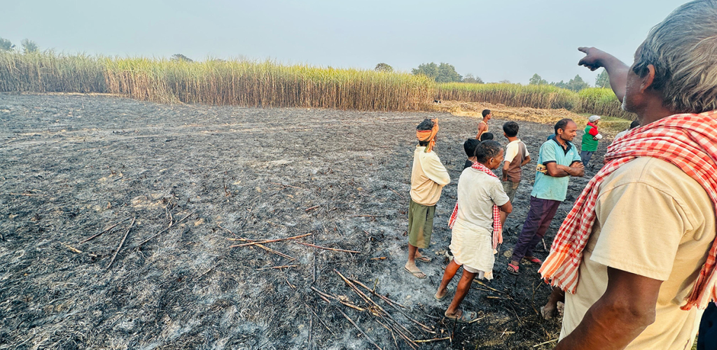 ३० बिघाको उखु जलेर नष्ट, १ करोड बढीको क्षति