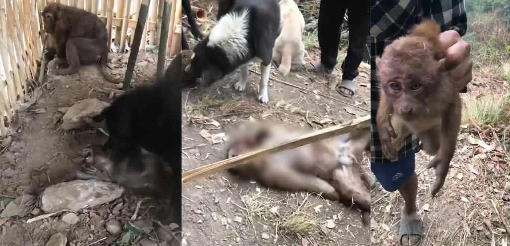 आधा दर्जन बाँदरलाई तड्पाउँदै क्रुरतापूर्वक ह’त्या