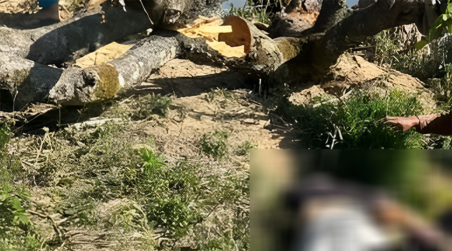 रुख काट्दा दुर्घटना: नुवाकोटमा एकको मृत्यु, दुई गम्भीर घाइते